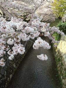 Sakura in full bloom over the canal.