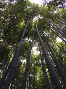 Looking upward in a bamboo forest in Kyoto